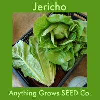 Lettuce - Jericho - Romaine/Cos - Organic